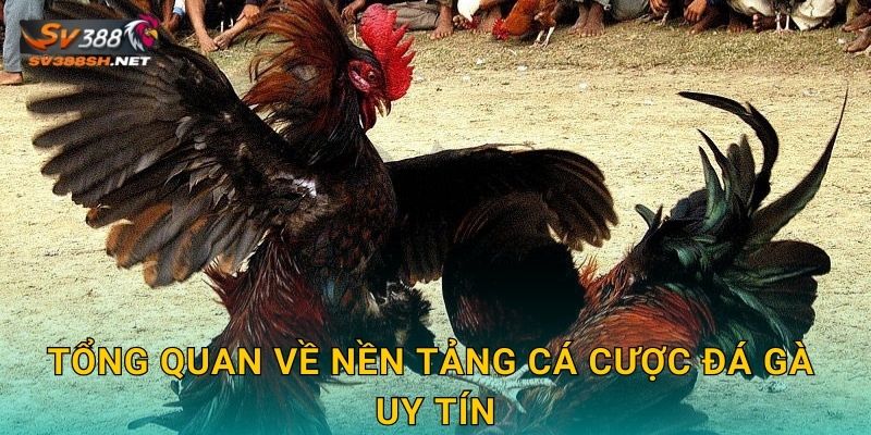 Tổng quan về nền tảng cá cược đá gà uy tín